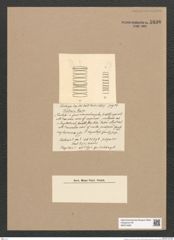 Terebraria sp. (de-Toni-Nr.: Genus 79) Zeichnungen Sammlung Grunow Nr. 5836 (NHMW-BOT-W0374265)